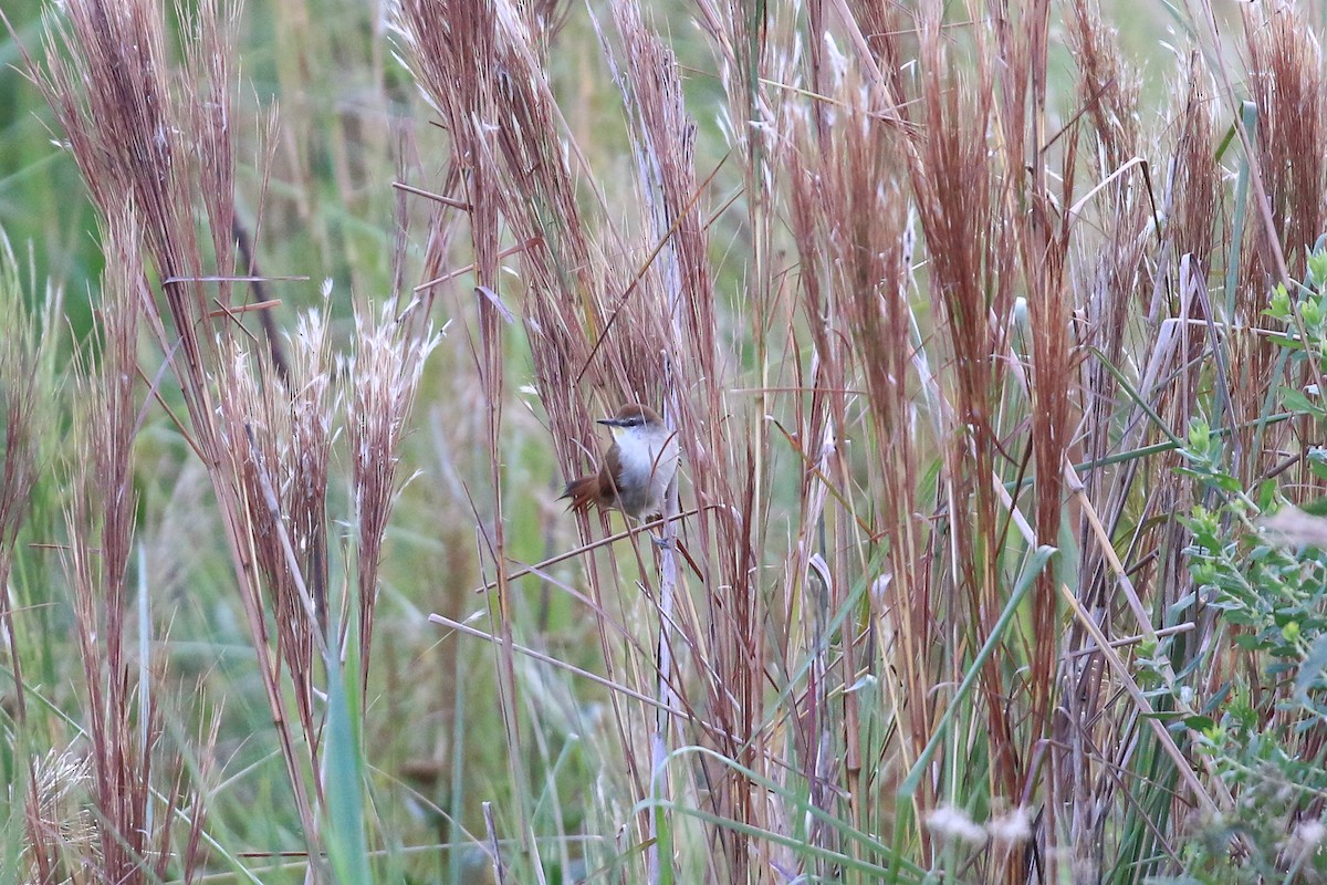 Yellow-chinned Spinetail - ML620819194