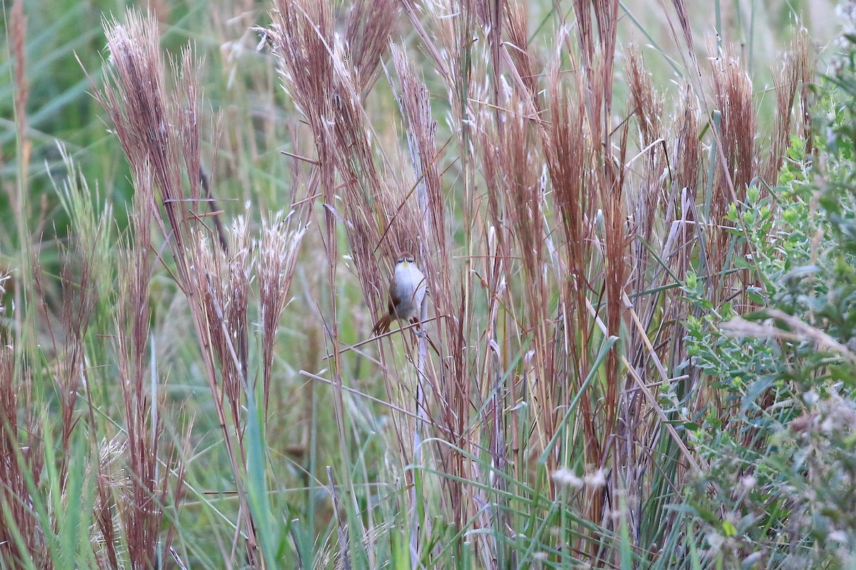 Yellow-chinned Spinetail - ML620819195