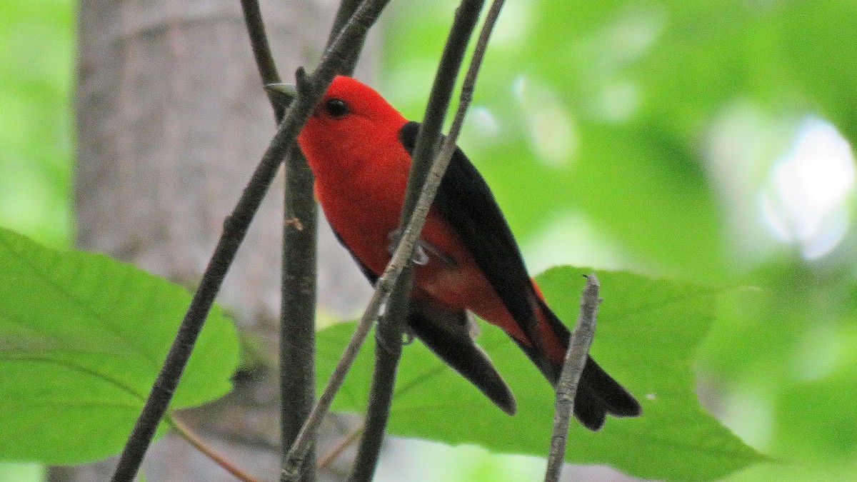 Scarlet Tanager - ML620819197