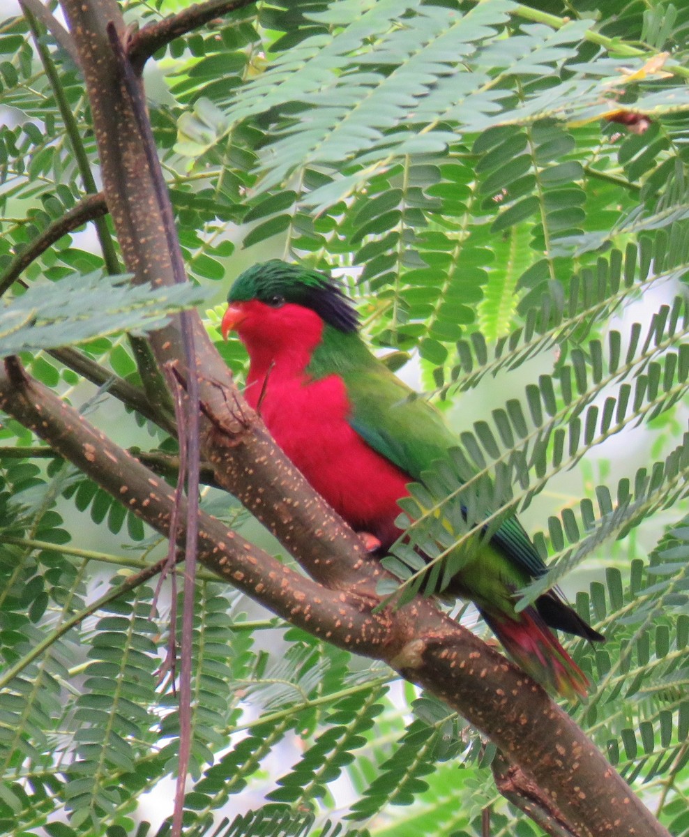 Kuhl's Lorikeet - ML620819199