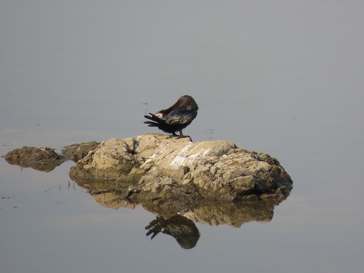 Little Cormorant - ML620819200