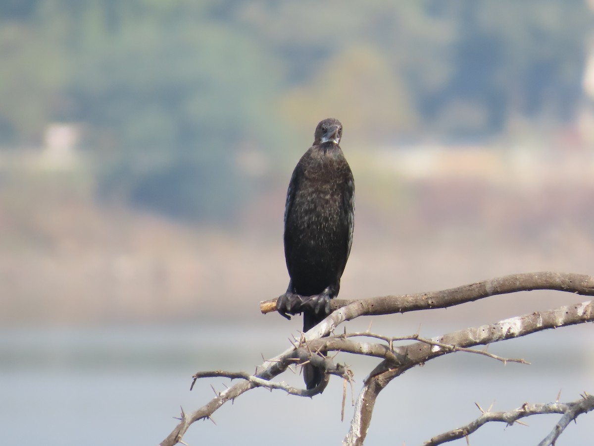 Cormorán de Java - ML620819202