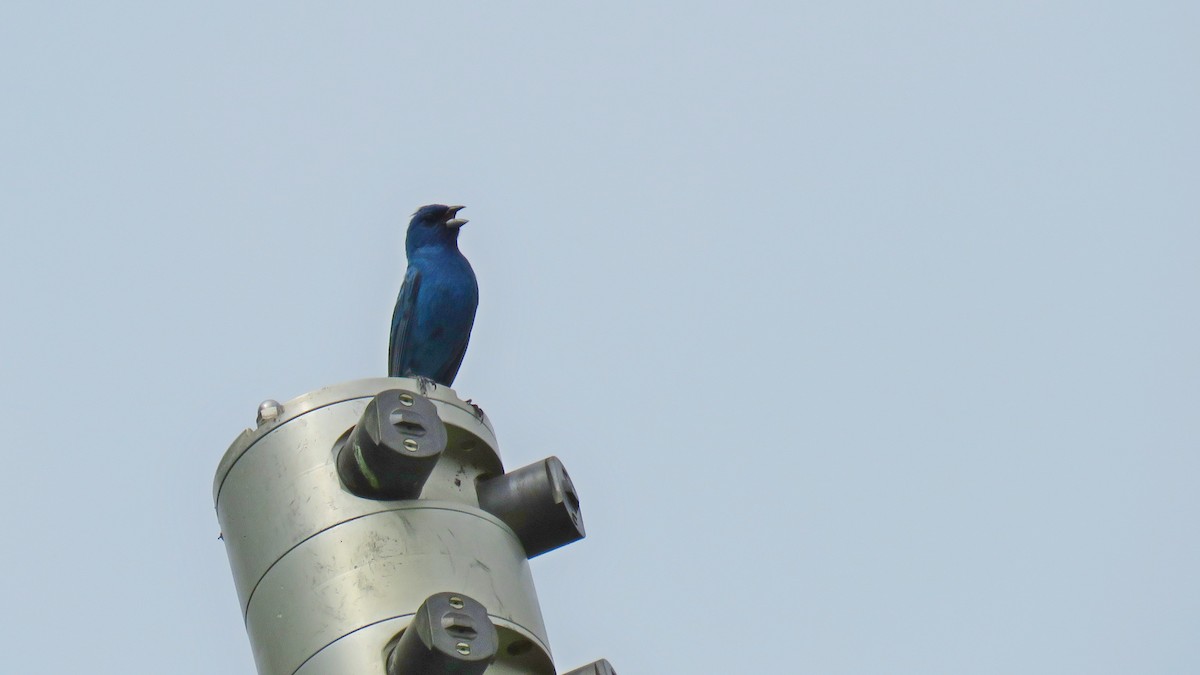 Indigo Bunting - ML620819205