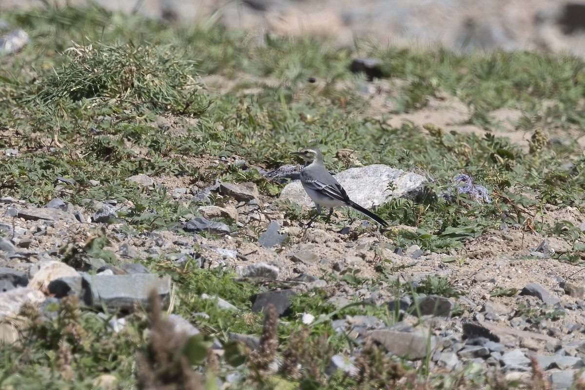 White Wagtail (ocularis) - ML620819207