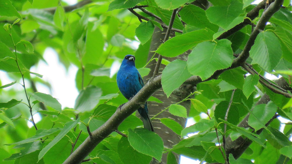 Indigo Bunting - ML620819212