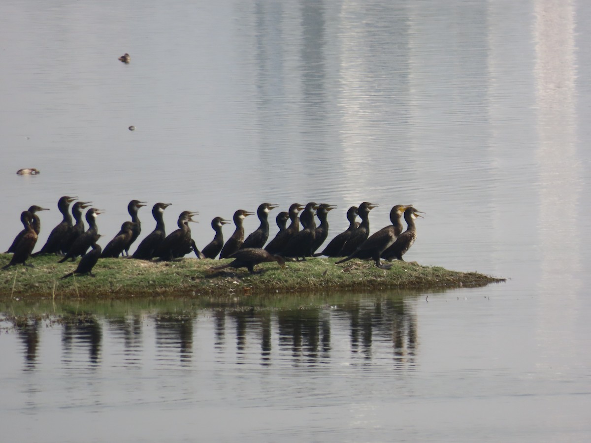 Indian Cormorant - Shilpa Gadgil