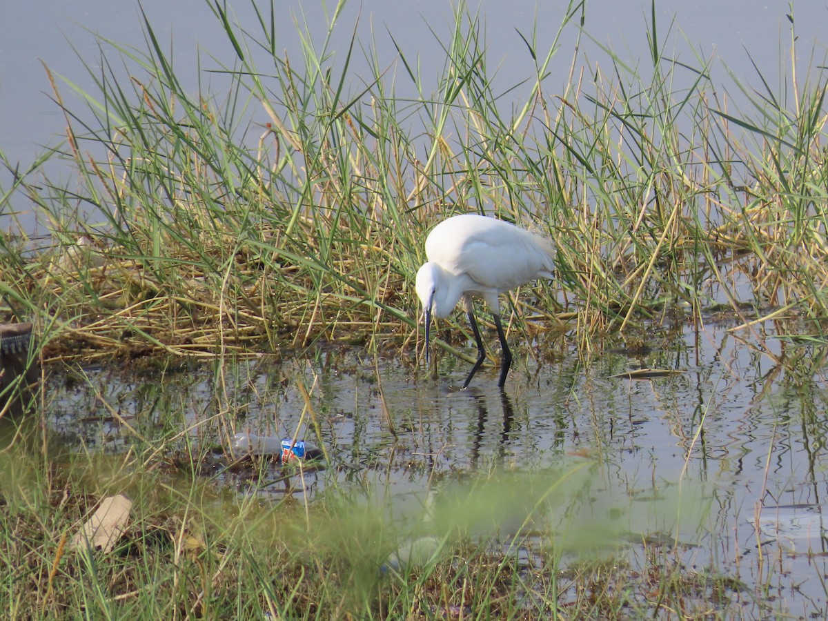 Little Egret - ML620819217