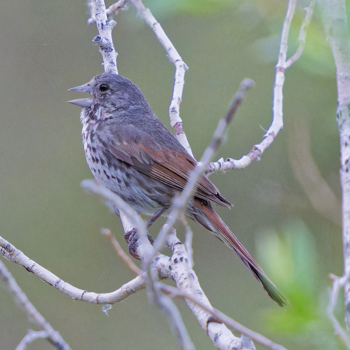 Fox Sparrow - ML620819219