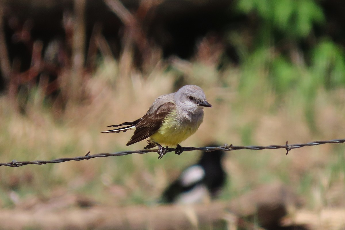 Western Kingbird - Craig Johnson