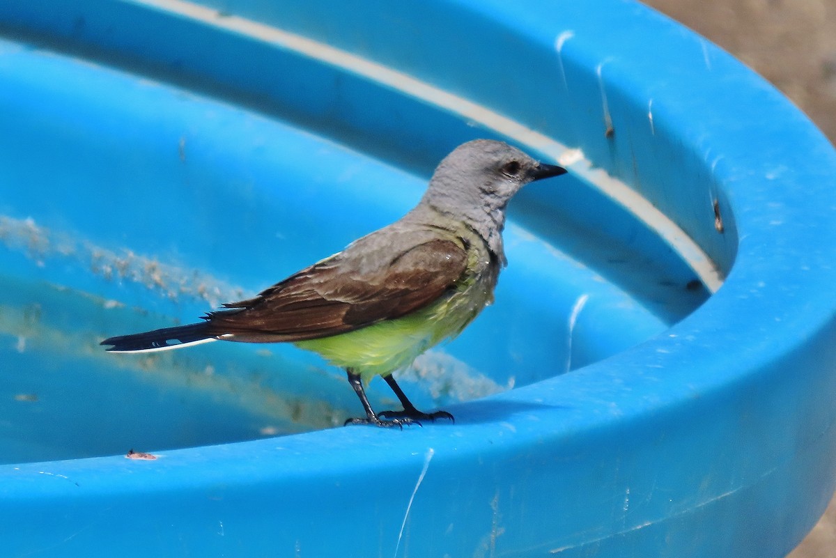 Western Kingbird - ML620819222