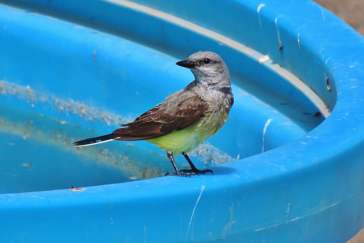 Western Kingbird - ML620819223