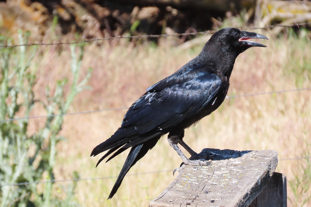 Common Raven - ML620819225