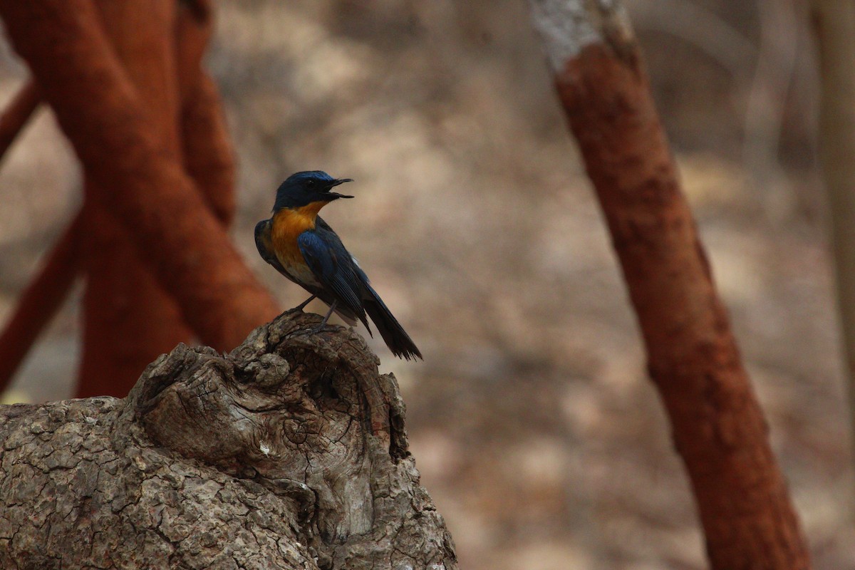 Tickell's Blue Flycatcher - ML620819228