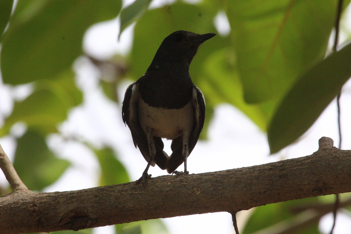 Oriental Magpie-Robin - ML620819237