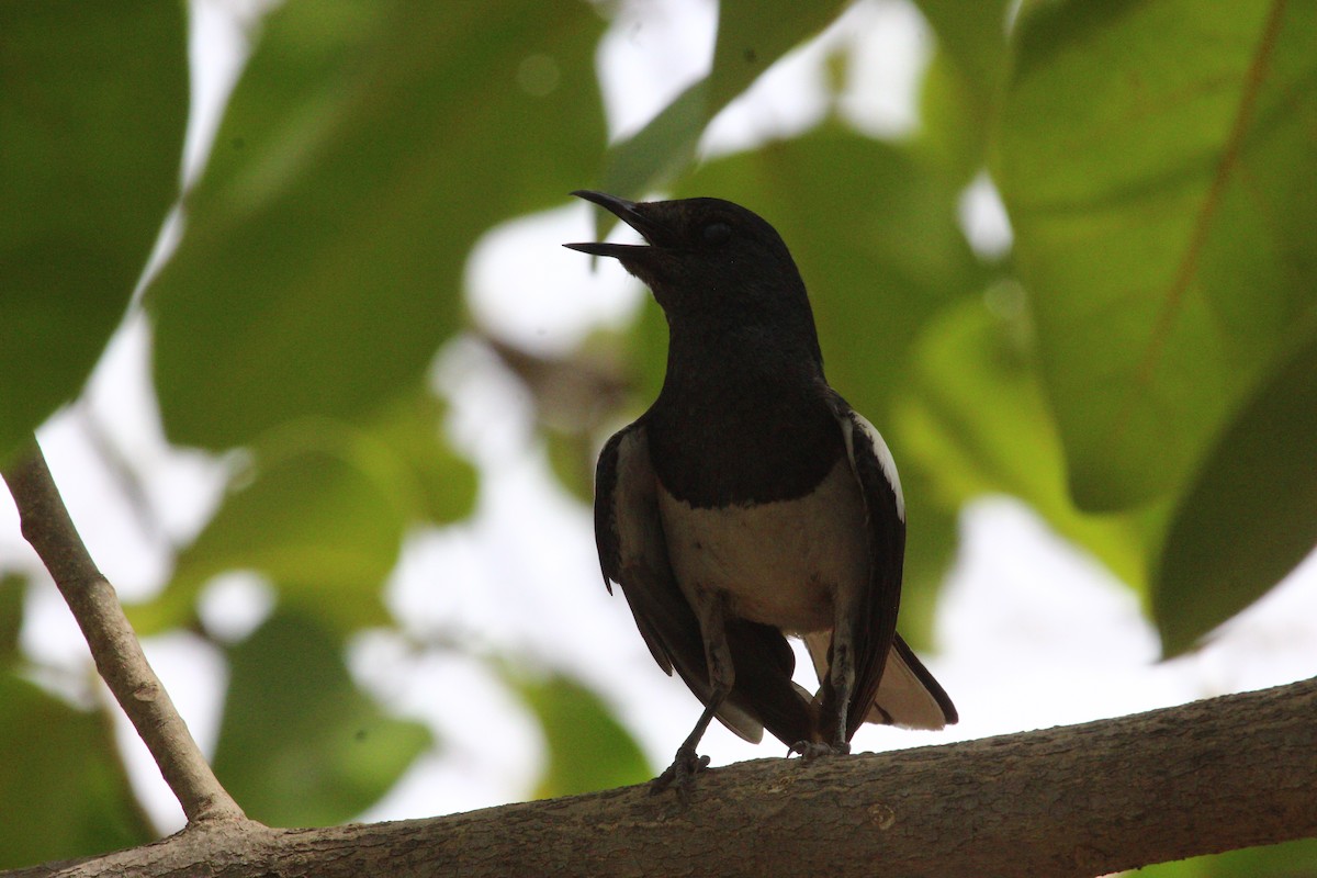 Oriental Magpie-Robin - ML620819238