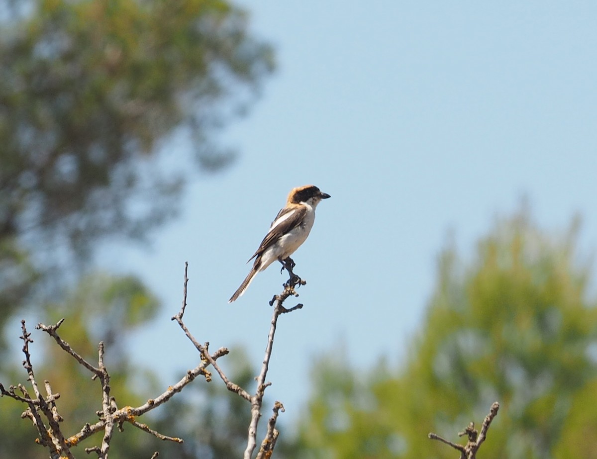 Woodchat Shrike - ML620819240