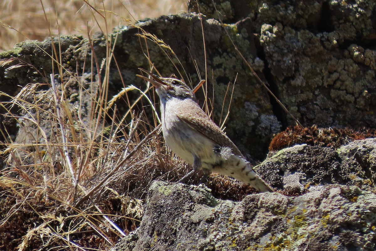 Rock Wren - ML620819246