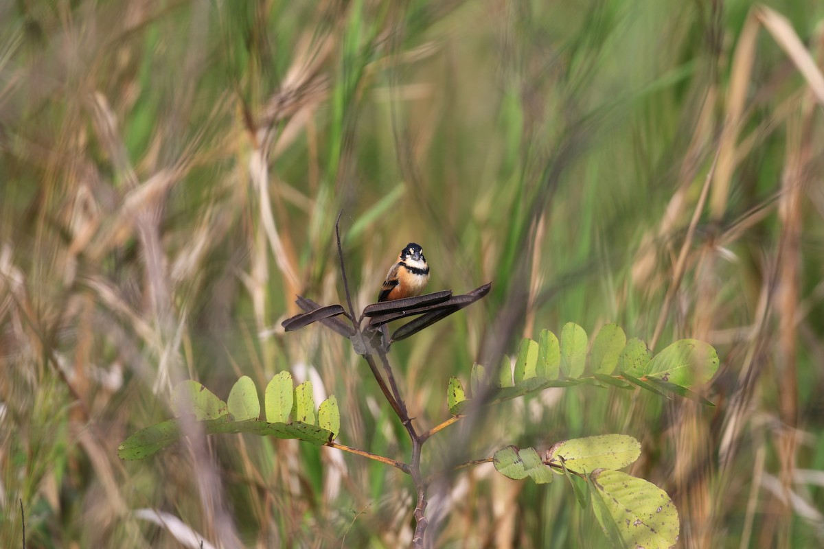 Rusty-collared Seedeater - ML620819247