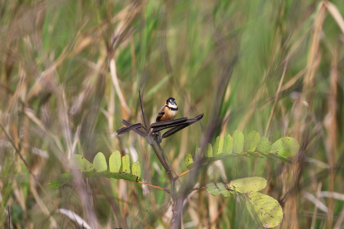 Rusty-collared Seedeater - Brett Whitfield