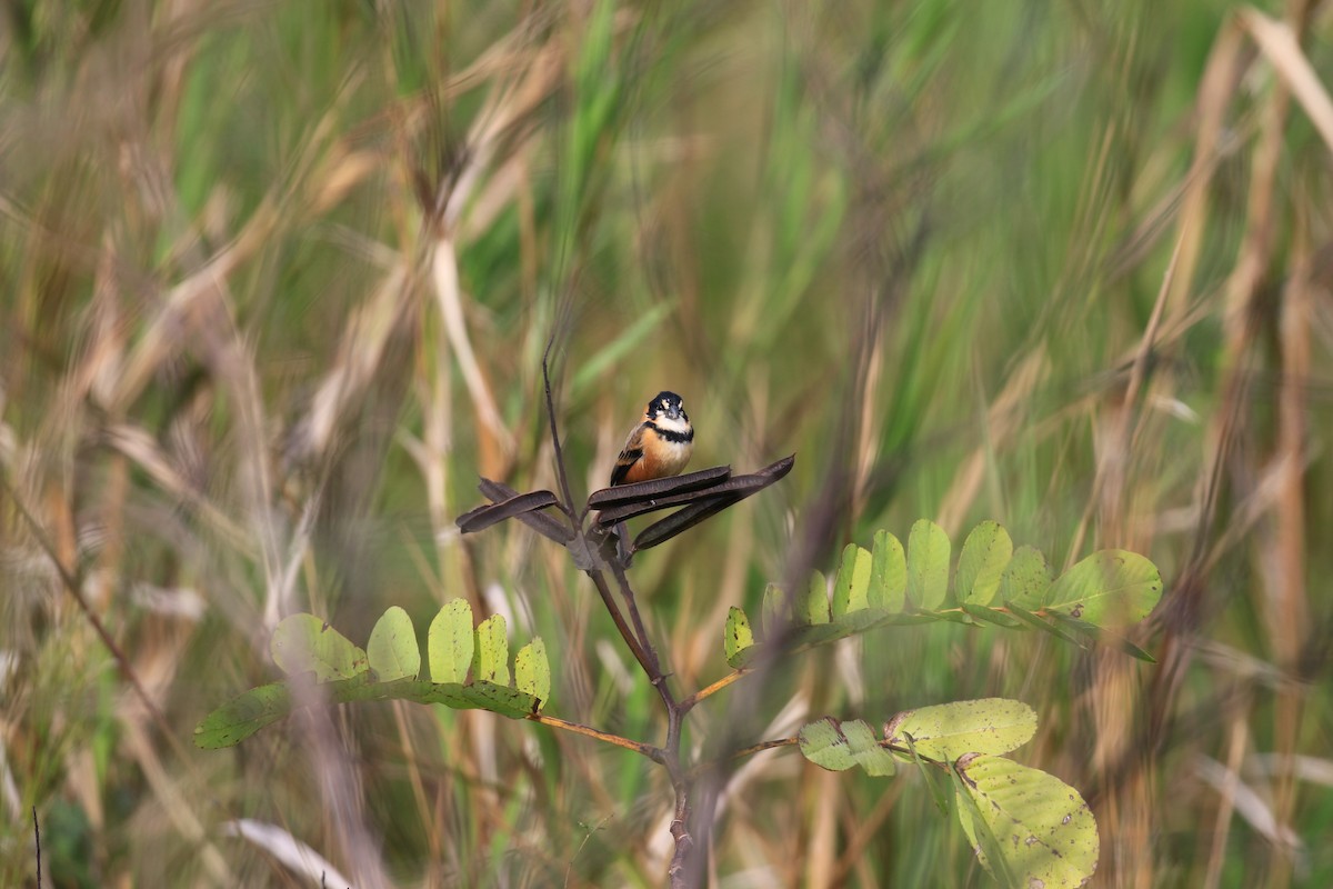 Rusty-collared Seedeater - ML620819249