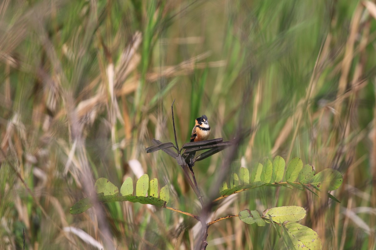 Rusty-collared Seedeater - ML620819250