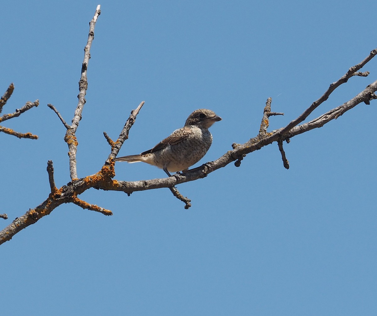 Woodchat Shrike - ML620819251