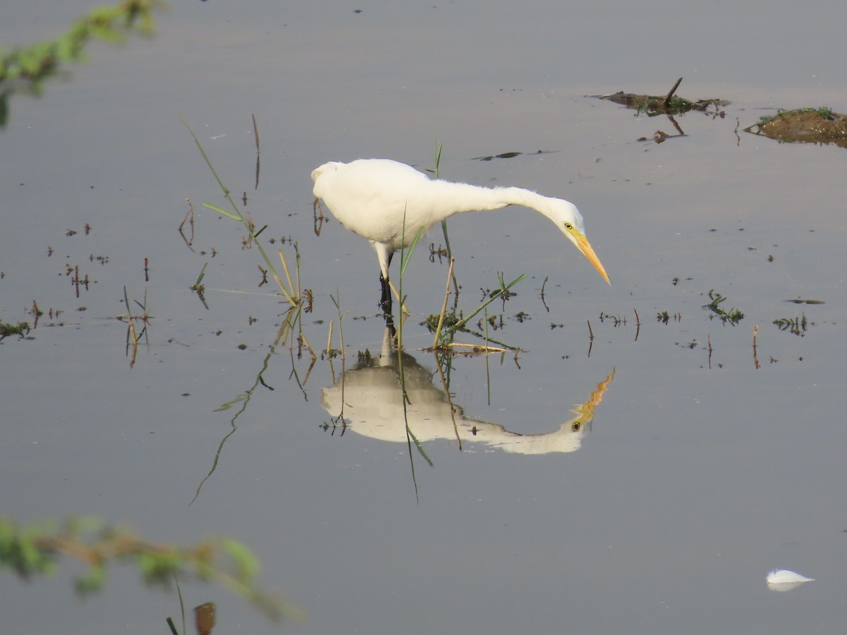 Medium Egret - ML620819252