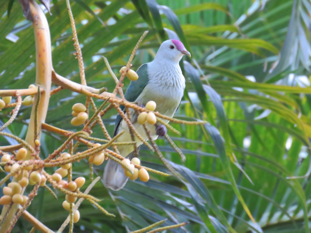 Rarotonga Meyve Kumrusu - ML620819253