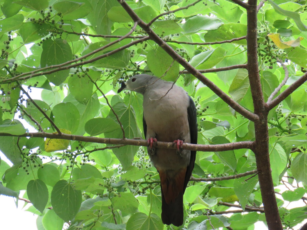 Pacific Imperial-Pigeon - ML620819254