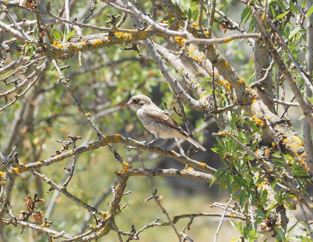 Woodchat Shrike - ML620819255