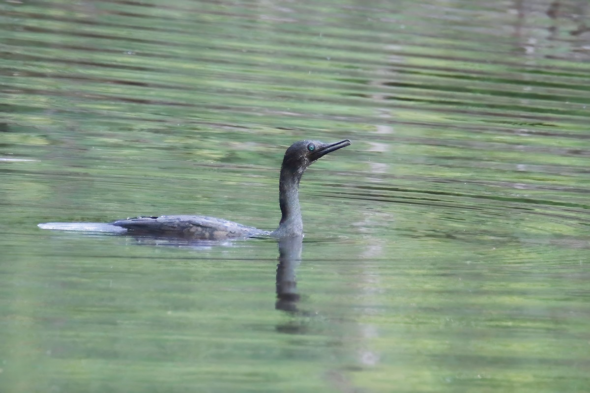 Indian Cormorant - ML620819258