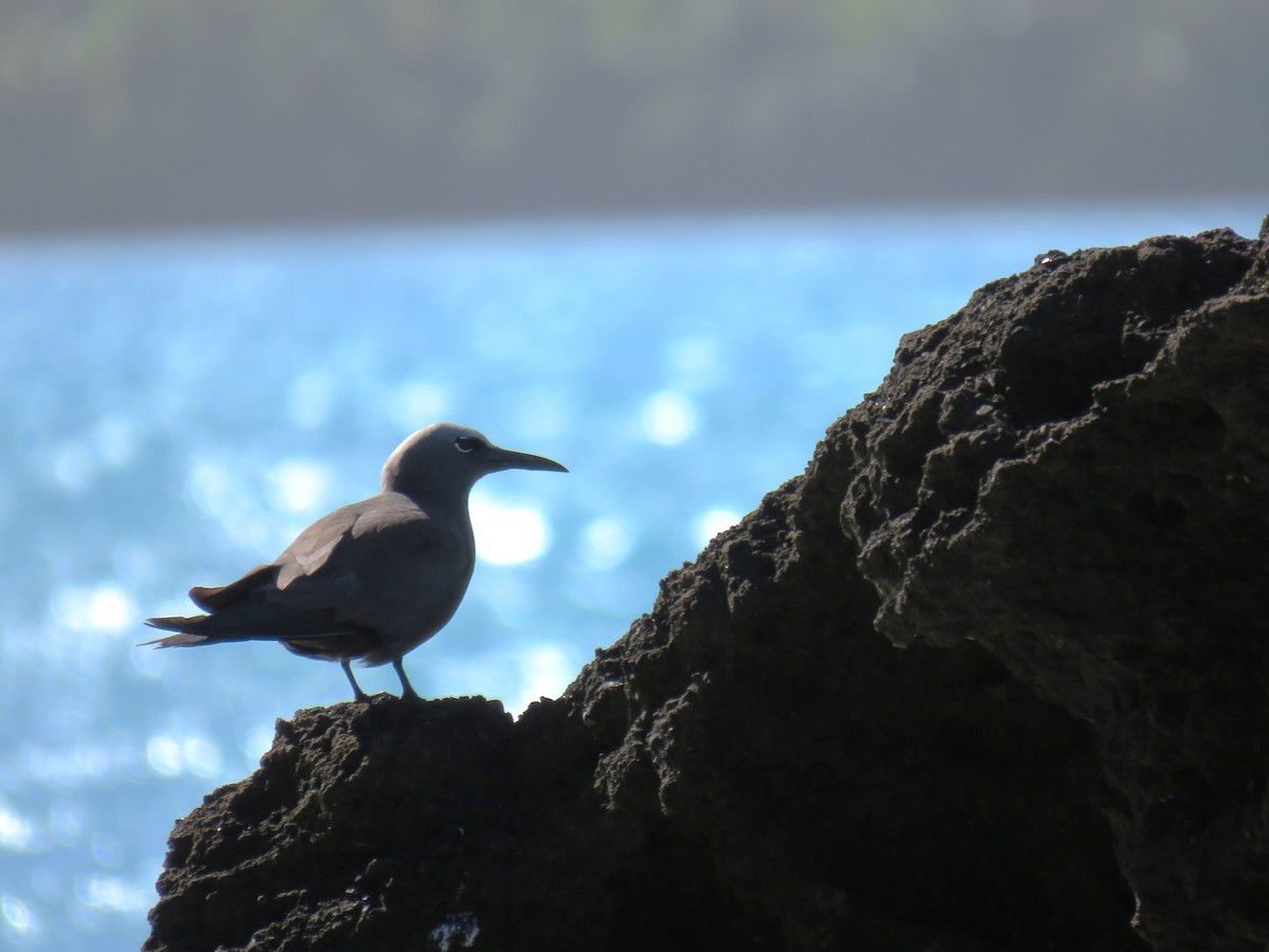 Brown Noddy - Greg Wark