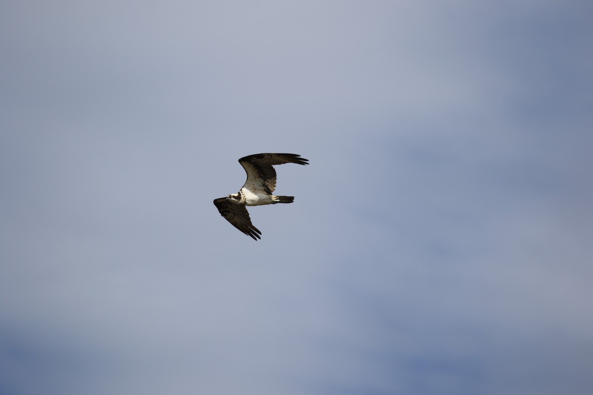 Águila Pescadora - ML620819260