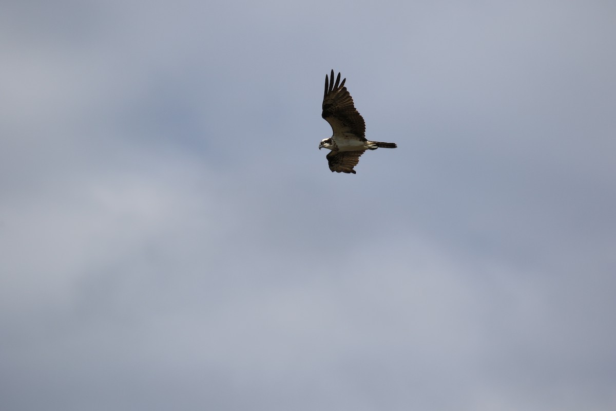 Águila Pescadora - ML620819261