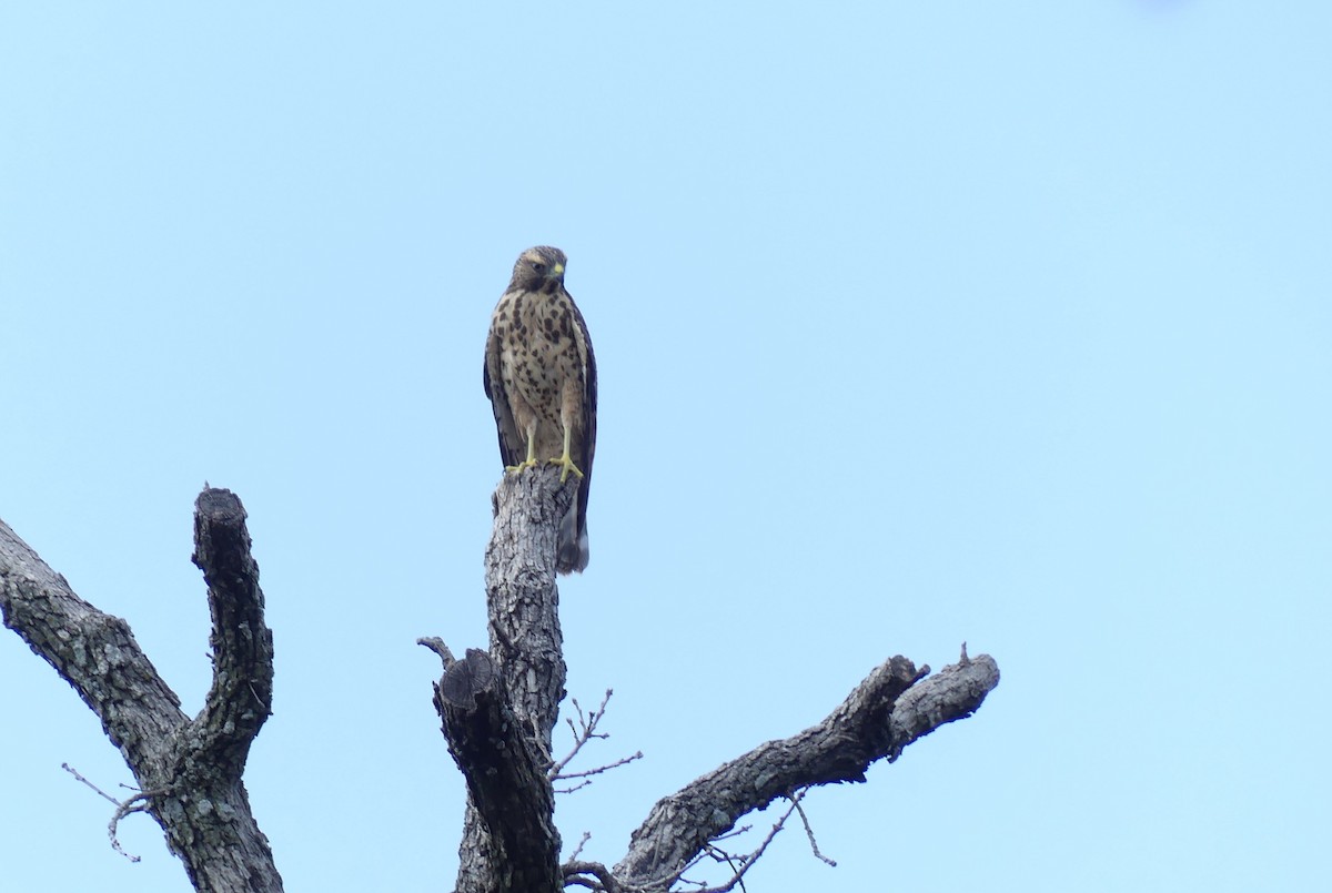 Red-shouldered Hawk - ML620819262