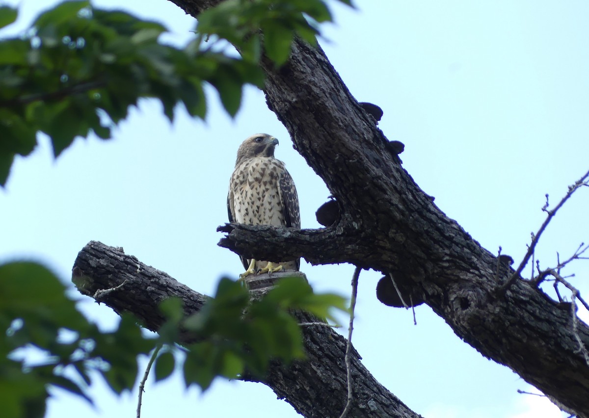 Red-shouldered Hawk - ML620819264