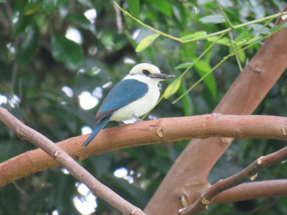 Chattering Kingfisher - ML620819266