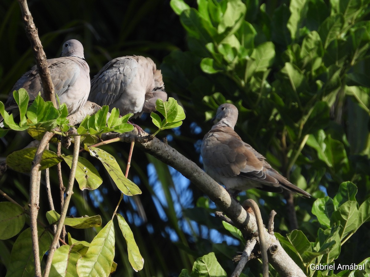 Eurasian Collared-Dove - ML620819268