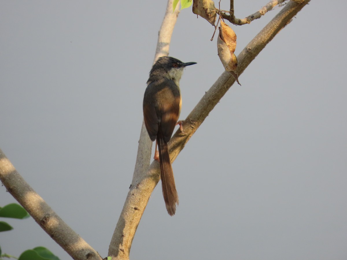 Ashy Prinia - ML620819269