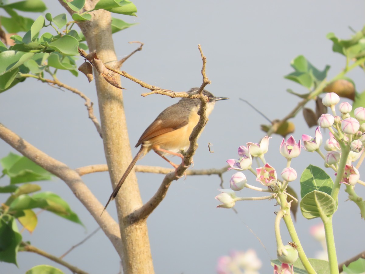 Ashy Prinia - ML620819270