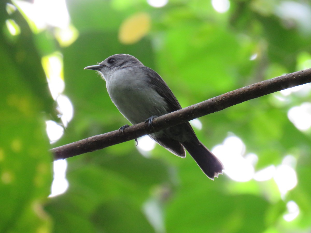 Rarotonga Monarch - ML620819271