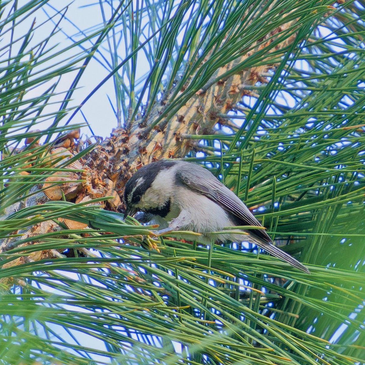 Mountain Chickadee - ML620819282