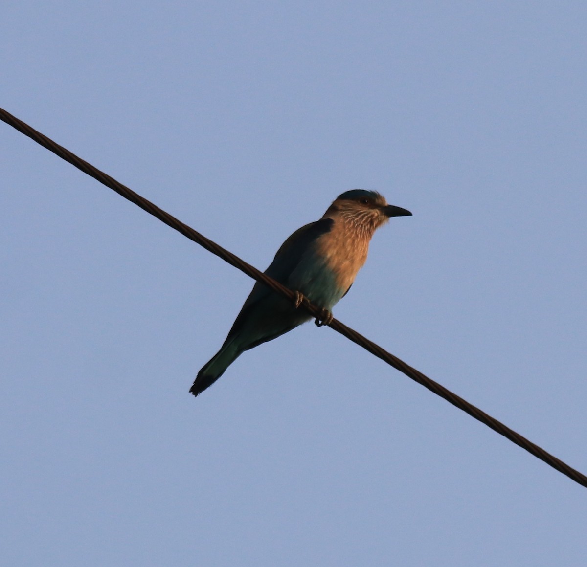 Indian Roller - ML620819284