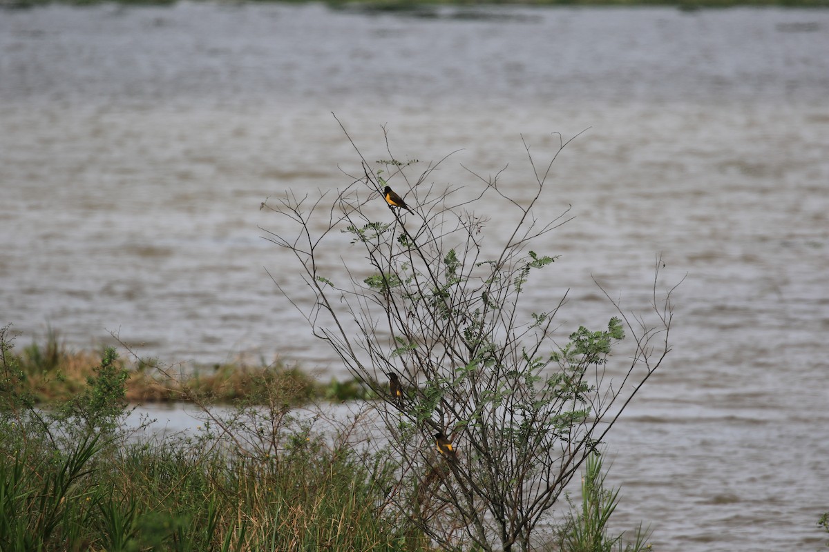 Yellow-rumped Marshbird - ML620819288