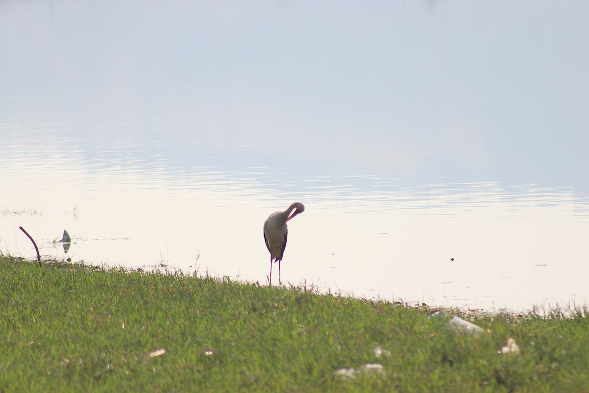 White Stork - ML620819290