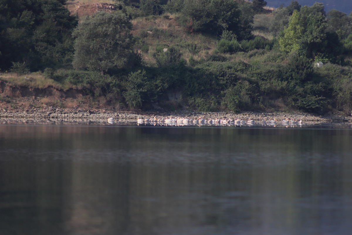 Great White Pelican - ML620819291