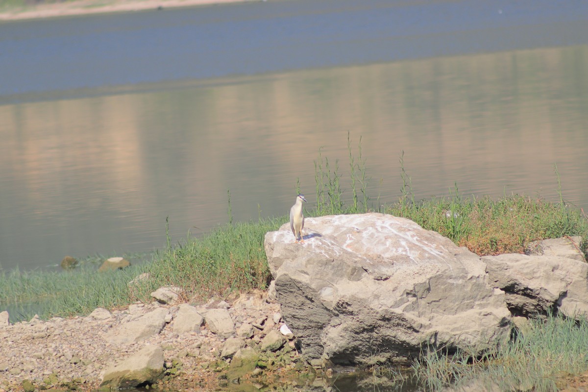 Black-crowned Night Heron - ML620819292