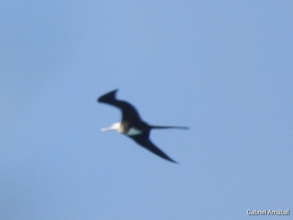 Magnificent Frigatebird - ML620819293