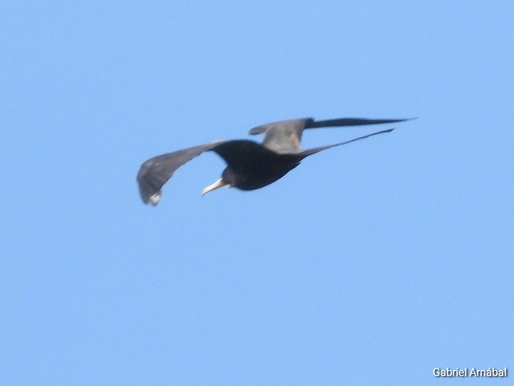 Magnificent Frigatebird - ML620819294