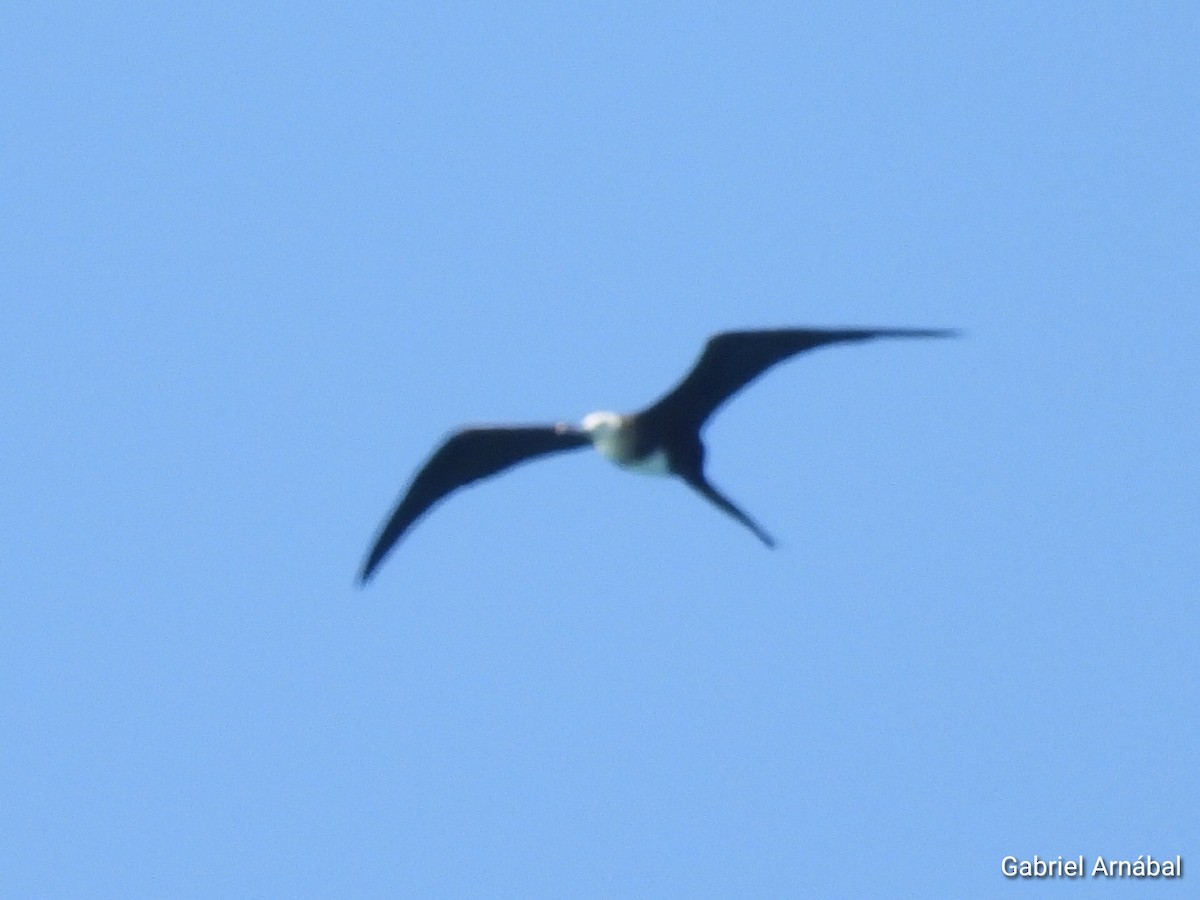 Magnificent Frigatebird - ML620819296